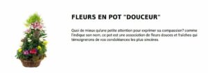 fleurs en pot douceur