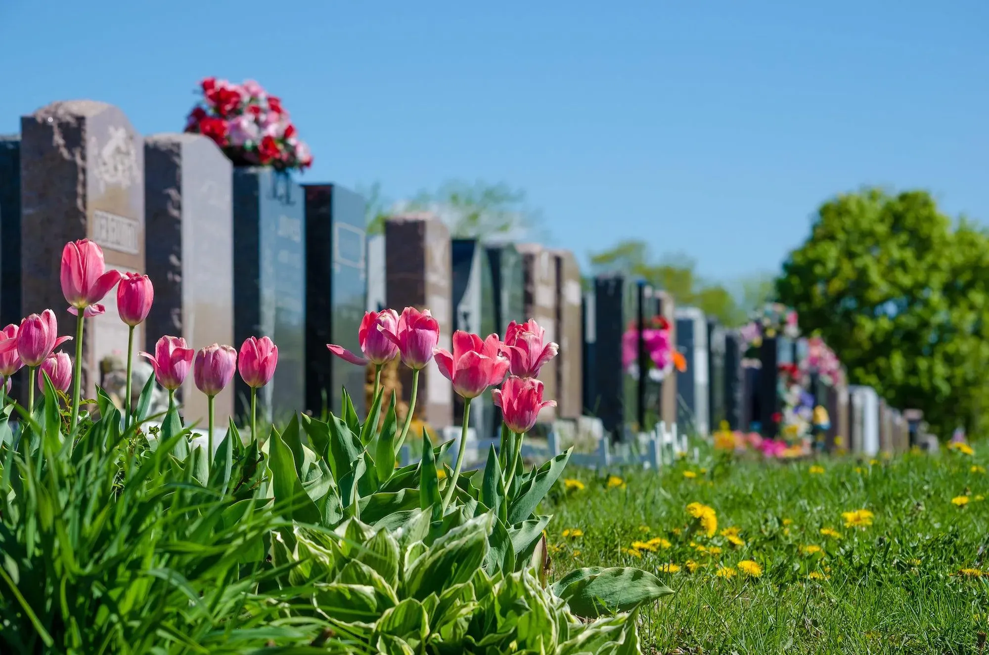 Tulipes roses fleuries devant une alignée de stèles funéraires dans un cimetière.